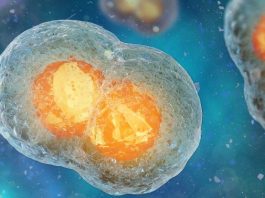 Ученые обнаружили настоящие «клеточные часы»