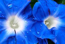 Японские ученые изменили цвет ипомеи с помощью редактирования генов