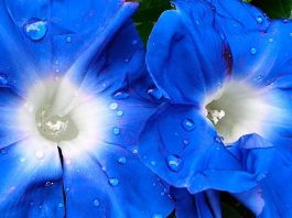 Японские ученые изменили цвет ипомеи с помощью редактирования генов