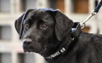 ЦРУ рассталось с собакой, потерявшей интерес к поиску взрывчатки