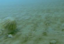 Ученые выяснили, что гигантские арктические медузы способны пережить зиму