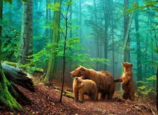 Отличные заставки для Вашего устройства!