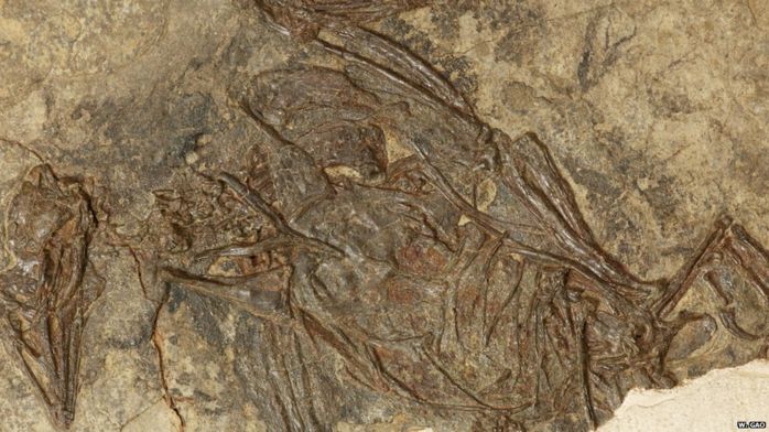 В Китае обнаружили древнейшую птицу с современным скелетом