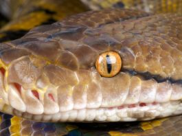 Ученые связывают частые нападения питонов на людей с дешевой едой