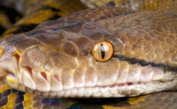 Ученые связывают частые нападения питонов на людей с дешевой едой