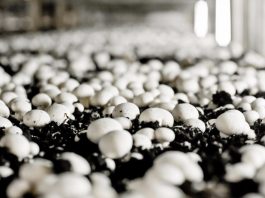 Грибы помогают похудеть