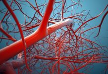 Ученые открыли эффективный способ восстанавливать кровеносные сосуды Сосуды