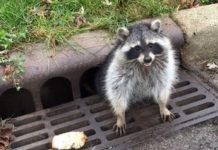 Американские полицейские спасли разжиревшего енота