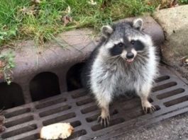 Американские полицейские спасли разжиревшего енота