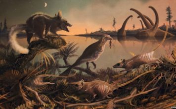 Ученые обнаружили зубы первых млекопитающих