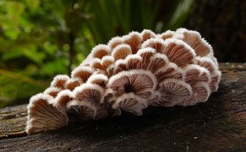 У гриба Schizophyllum commune насчитали минимум 23000 гендеров