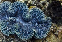 Гигантские моллюски помогли ученым в создании биотоплива из водорослей