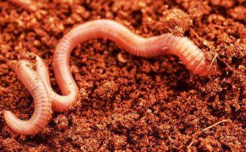 Ученые выяснили, что черви смогут жить в почве Марса