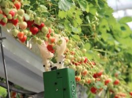 В Бельгии создан робот с нежнейшей рукой