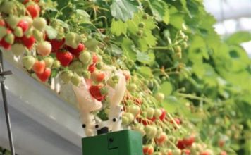 В Бельгии создан робот с нежнейшей рукой