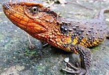 Ученые обнаружили 115 новых видов в районе Большого Мекога