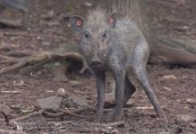 Ученые впервые засняли одну из самых уродливых свиней