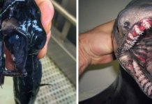 Рыбак выкладывает фото удивительных подводных существ в twitter