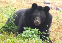 Зоозащитники освободили медведицу из 10-летнего плена