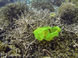 Новое исследование показало как быстро подводные животные расправляются с пластиком