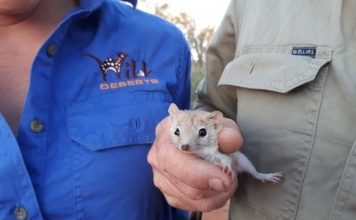 В Австралии найдена считавшаяся вымершей гребнехвостая сумчатая мышь