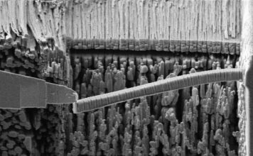 Ученые создали более сильный бетон опираясь на иголки морских ежей