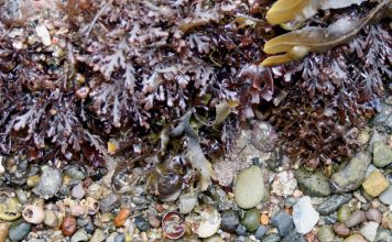 Водоросли помогут в создании экологичного солнцезащитного крема