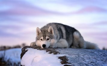 Искусство фотографии высокого класса Фотографии