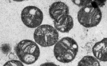 Ученые предлагают космонавтам, совершающим дальние перелеты, есть собственные отходы