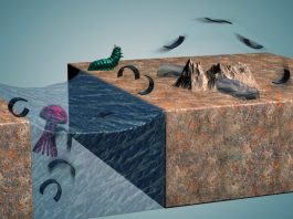 В институте Макса Планка создали многофункционального миниробота