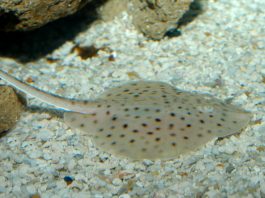 Учёные обнаружили первую в мире рыбу, умеющую ходить