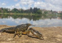 Раки, способные себя клонировать, постепенно захватывают Европу!