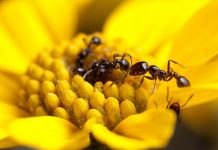 Как муравьи помогут в изобретении нового поколения антибиотиков?