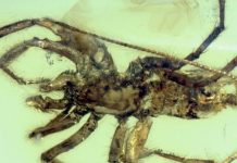 Учёные нашли необычного паука в древнем куске янтаря