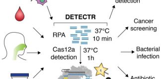 crispr