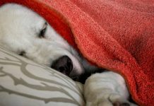 Чем полезен дневной сон?