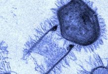 Обнаружены два новых штамма гигантских вирусов Вирусы