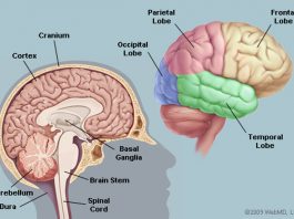 Обнаружены новые особенности работы мозга, связанные с процессом обучения