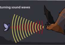 Поставлен необычный эксперимент по человеческой эхолокации
