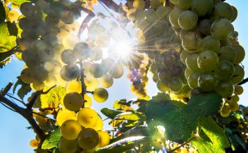 Доказана прямая связь между кислородом и клеточной смертью в винограде Виноград