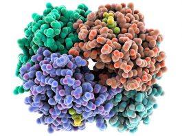 Создан новый метод идентификации белковых соединений