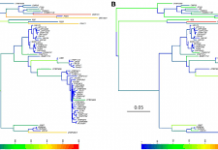 Потеря генов является ключевым фактором эволюции