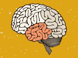 Нейробиологи вывели новые взаимосвязи в работе гиппокампа