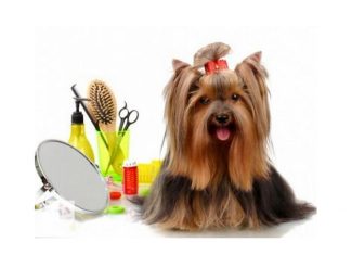 Услуги качественного декоративного груминга!