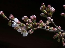 В Японии создали первый в мире «древесный алкоголь»