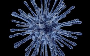 Иммунная система умеет «обучать» клетки борьбе со штаммами вирусов