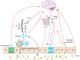 Взаимосвязь между памятью и пищей: новое исследование