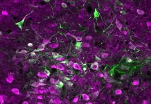 Серотонин способствует увеличению нейропластичности