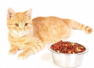 Как подобрать рацион питания для домашних животных