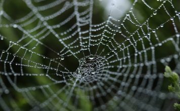 Обертывание противораковых лекарств в паутину: исследование